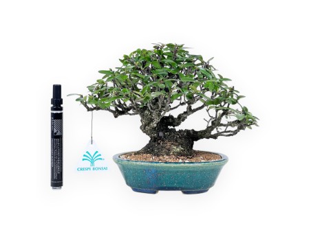 Pyracantha Bonsai von 19 cm | Grün-blau oval Topf