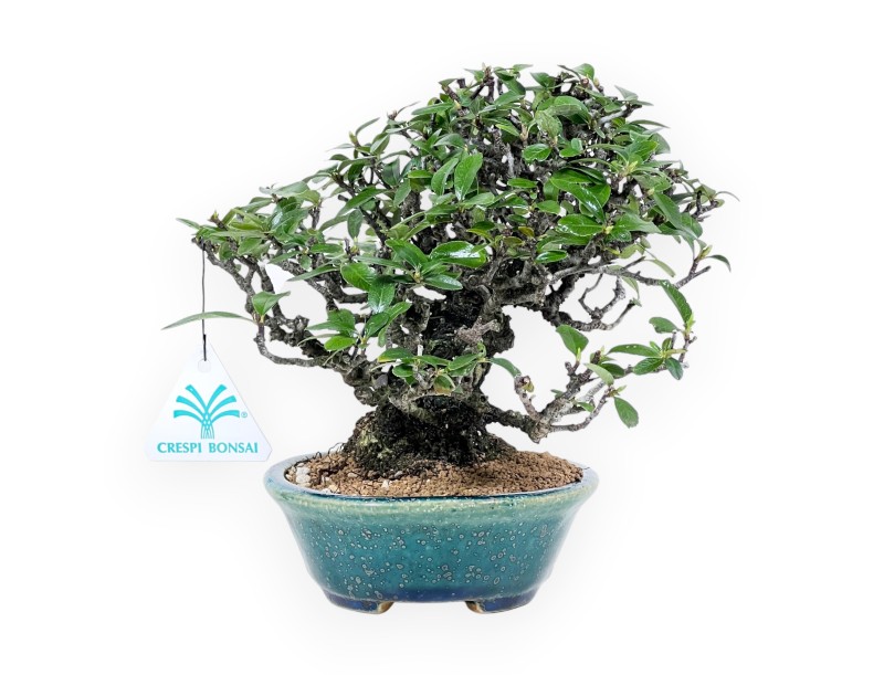 Pyracantha Bonsai von 19 cm | Grün-blau oval Topf