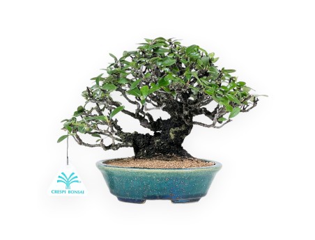 Pyracantha Bonsai von 19 cm | Grün-blau oval Topf