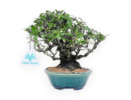 Pyracantha Bonsai von 19 cm | Grün-blau oval Topf