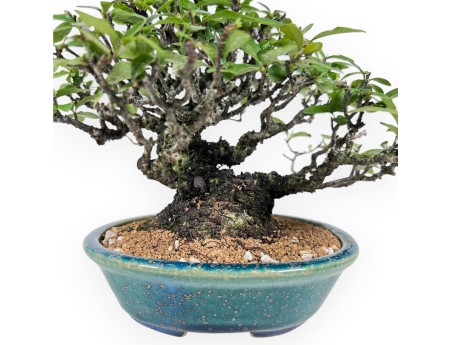 Pyracantha Bonsai von 19 cm | Grün-blau oval Topf