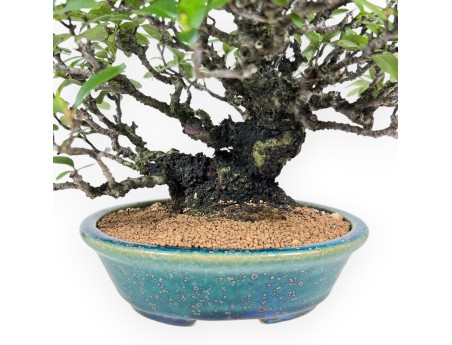Pyracantha Bonsai von 19 cm | Grün-blau oval Topf