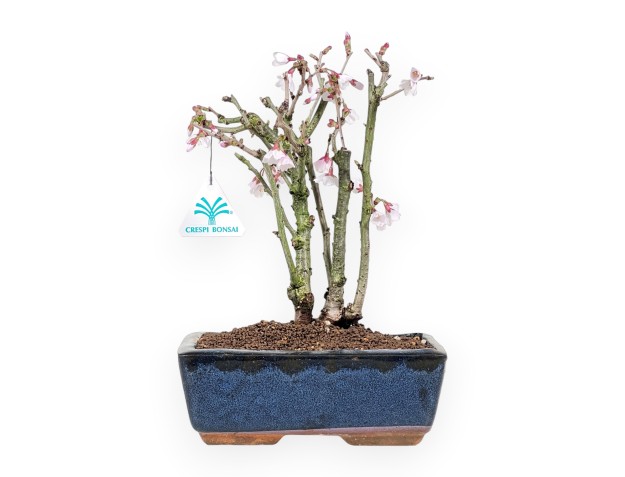 Prunus bonsai van 29 cm | Blauw rechthoekige pot