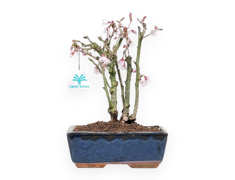 Prunus Bonsai von 29 cm | Rechteckiger blau Topf