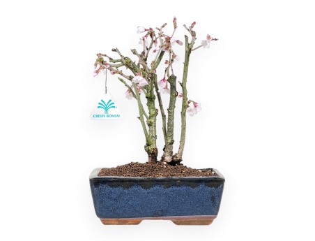 Prunus Bonsai von 29 cm | Rechteckiger blau Topf