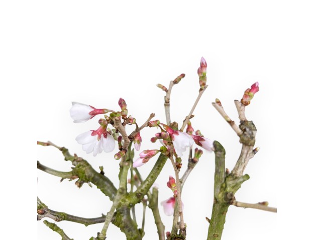 Prunus bonsai van 29 cm | Blauw rechthoekige pot 2