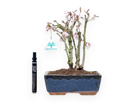 Prunus Bonsai von 29 cm | Rechteckiger blau Topf