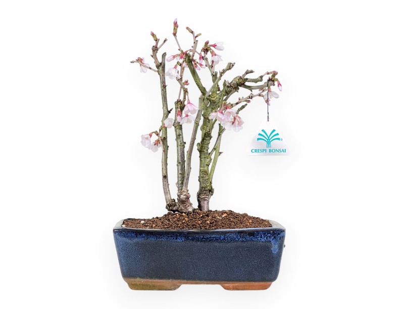 Prunus Bonsai von 29 cm | Rechteckiger blau Topf