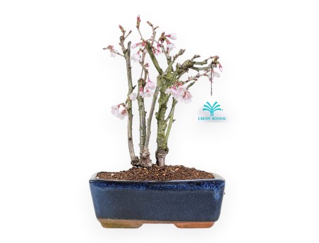 Prunus Bonsai von 29 cm | Rechteckiger blau Topf