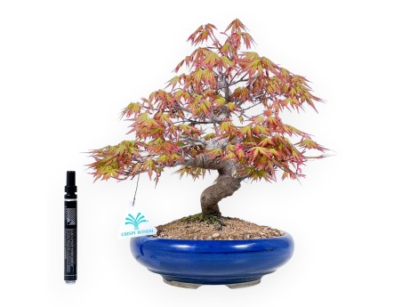 33 cm maple bonsai tree | Round blue pot