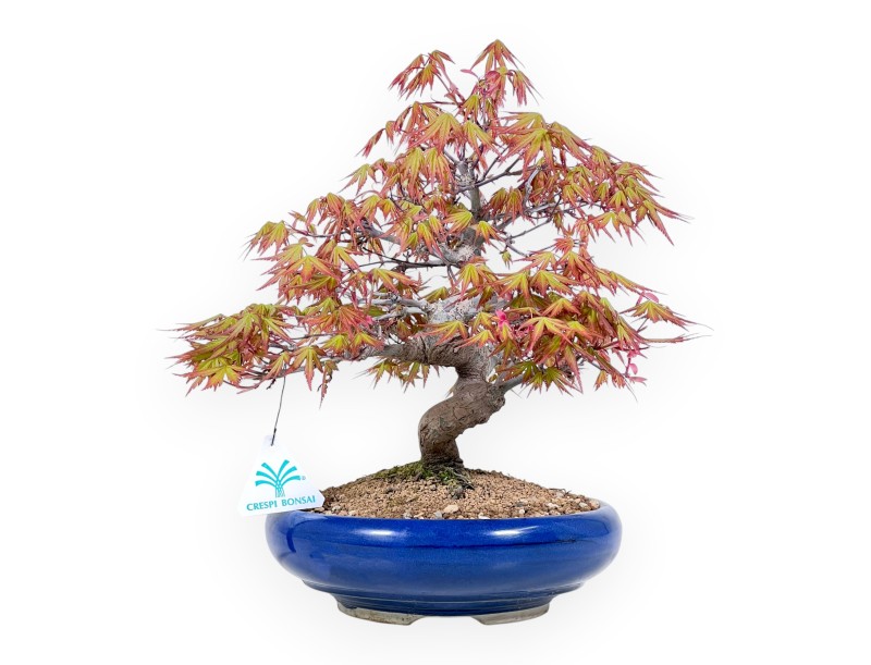 33 cm maple bonsai tree | Round blue pot