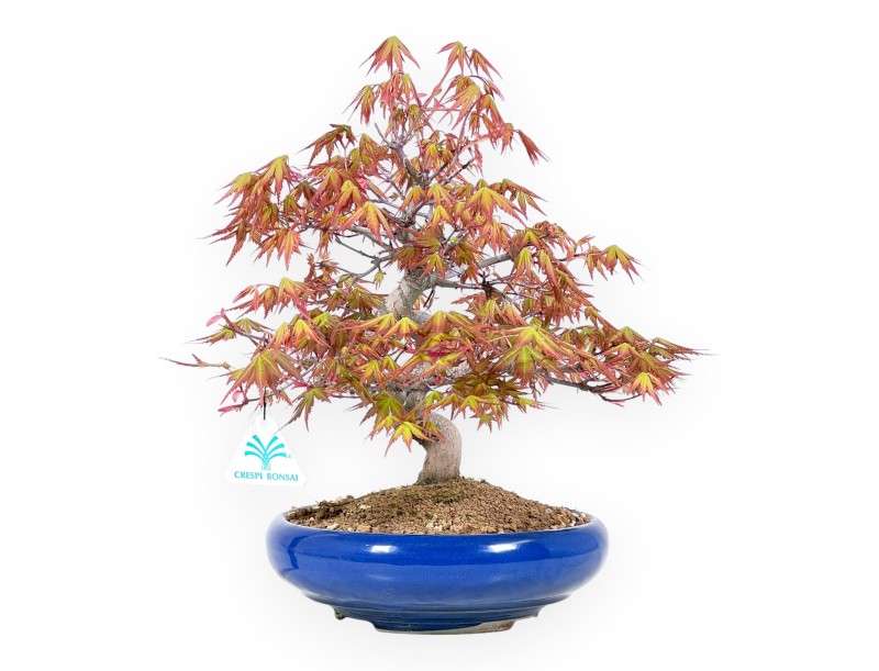 Bonsaï érable 33 cm | Pot rond bleu