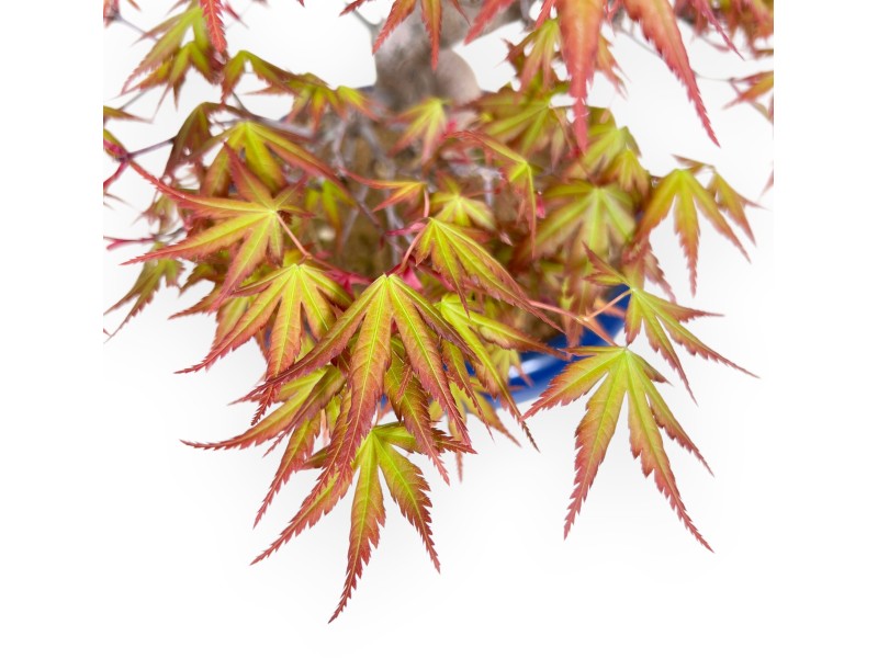 33 cm maple bonsai tree | Round blue pot