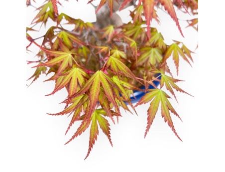 33 cm maple bonsai tree | Round blue pot