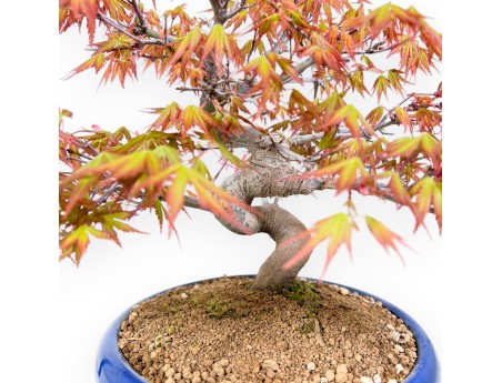 33 cm maple bonsai tree | Round blue pot