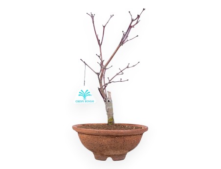 Bonsái de arce de 31 cm | Maceta redonda de gres