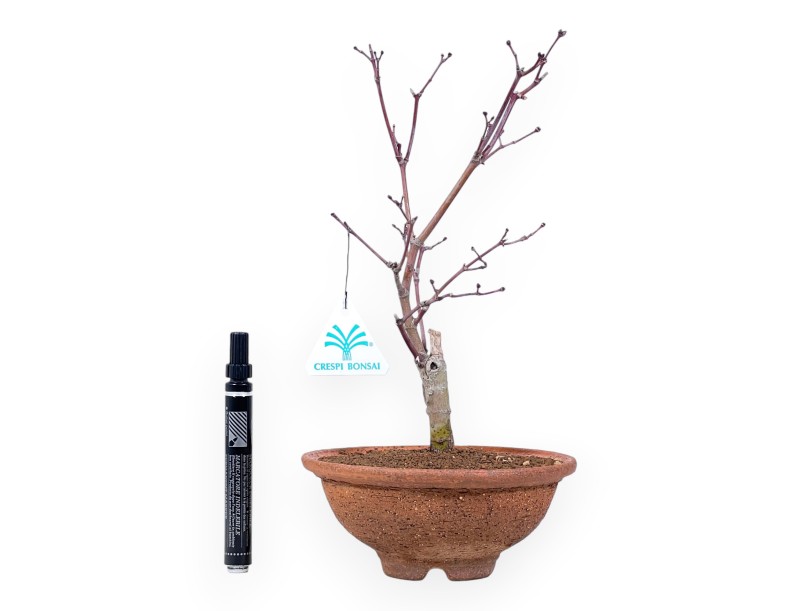 Bonsai di acero da 31 cm | Vaso tondo in grés
