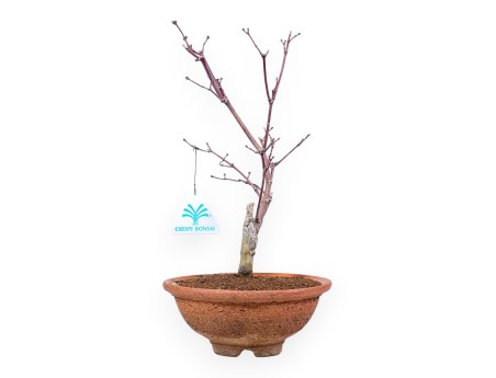 Bonzaï érable 31 cm | Pot rond en grès