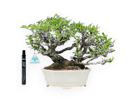 27 cm Pyracantha Bonsai | Cremeweißer Wolkentopf
