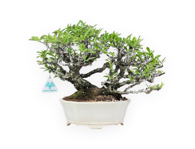 Bonsai di Pyracantha da 27 cm | Vaso a nuvola bianco-crema