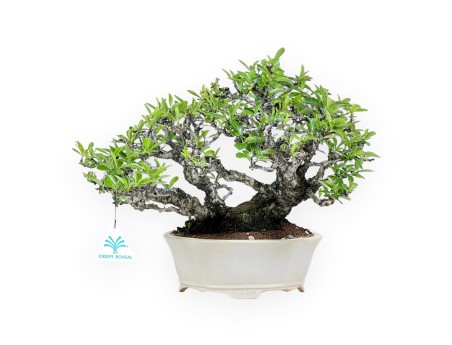 27 cm Pyracantha Bonsai | Cremeweißer Wolkentopf