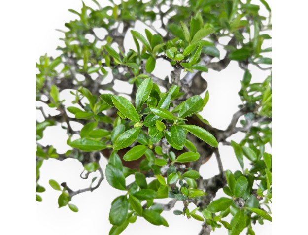 Bonsai di Pyracantha da 27 cm | Vaso a nuvola bianco-crema 2