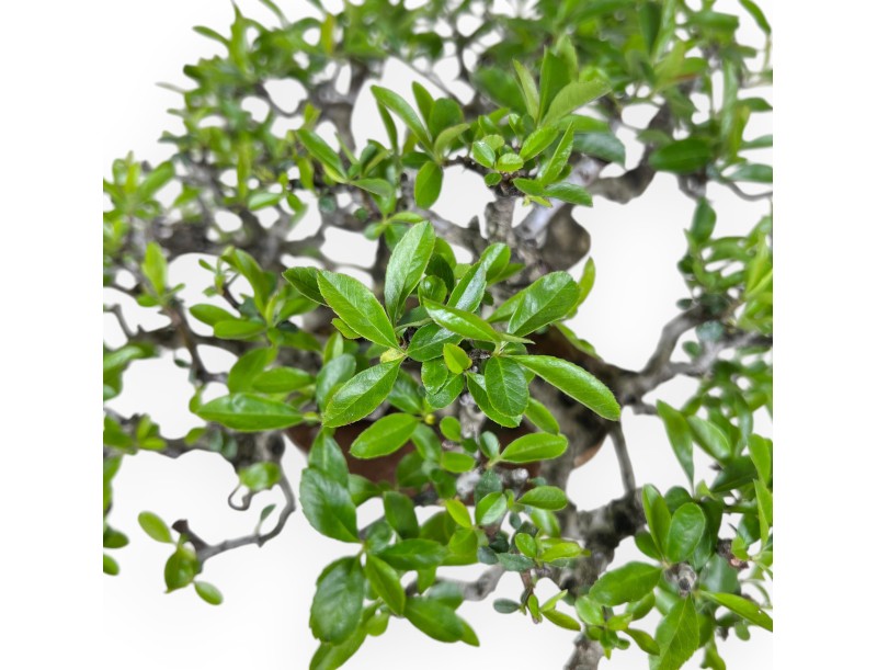 27 cm Pyracantha Bonsai | Cremeweißer Wolkentopf