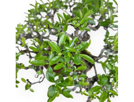 27 cm Pyracantha Bonsai | Cremeweißer Wolkentopf