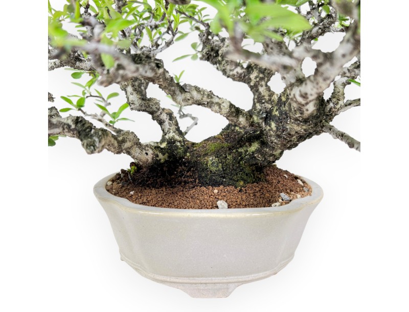 27 cm Pyracantha Bonsai | Cremeweißer Wolkentopf