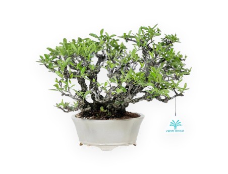 27 cm Pyracantha Bonsai | Cremeweißer Wolkentopf