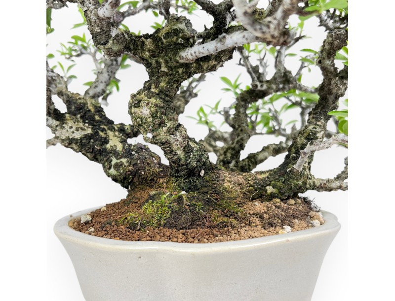 27 cm Pyracantha Bonsai | Cremeweißer Wolkentopf
