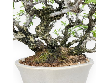 27 cm Pyracantha Bonsai | Cremeweißer Wolkentopf