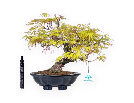 Bonzaï érable Arakawa 30 cm | Vase nuage en grès émaillé