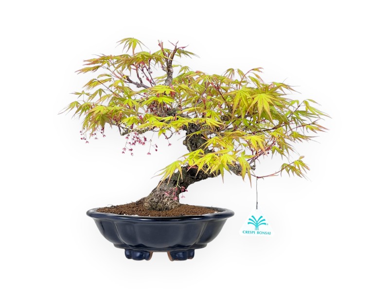 30 cm Arakawa maple bonsai | Glazed stoneware cloud vase
