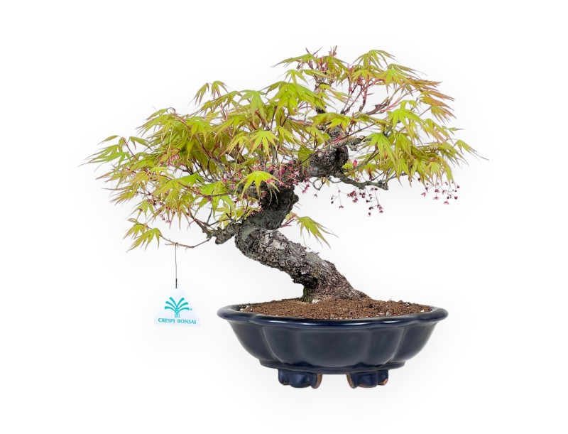30 cm Arakawa maple bonsai | Glazed stoneware cloud vase