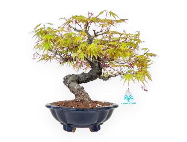 Bonsai di acero Arakawa da 30 cm | Vaso a nuvola in grés smaltato
