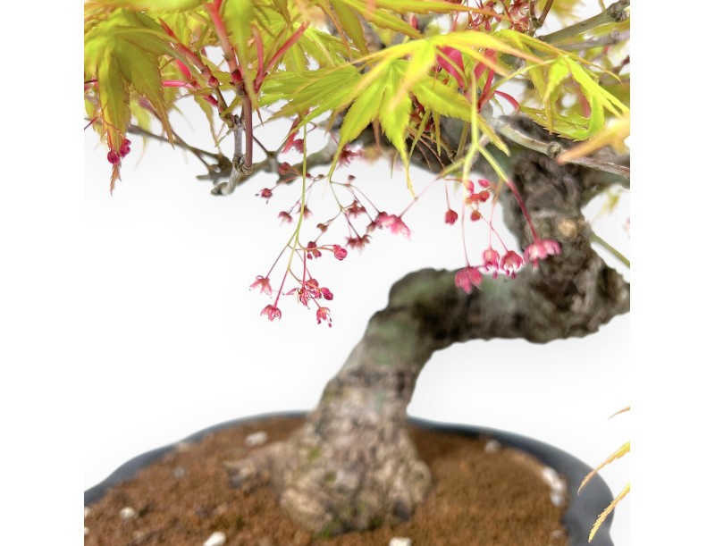 30 cm Arakawa maple bonsai | Glazed stoneware cloud vase