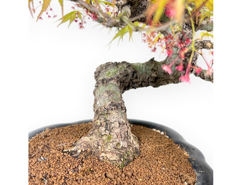 30 cm Arakawa Ahorn Bonsai | Vase aus glasiertem Steingut mit Wolken