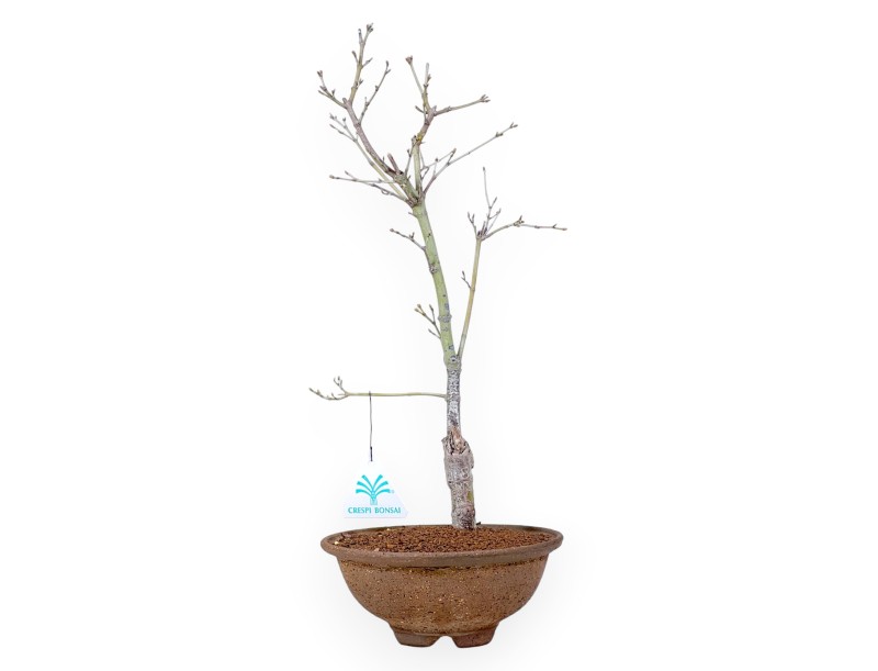 P. Aoyagi maple bonsai 40 cm | Round stoneware pot