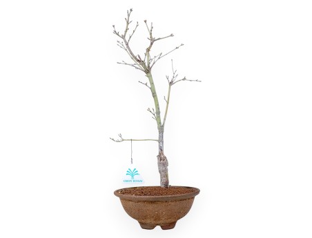 Bonsai di acero p. Aoyagi da 40 cm | Vaso tondo in grés