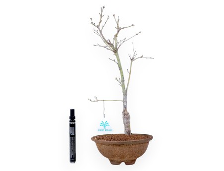 P. Aoyagi arce bonsai 40 cm | Maceta redonda de gres