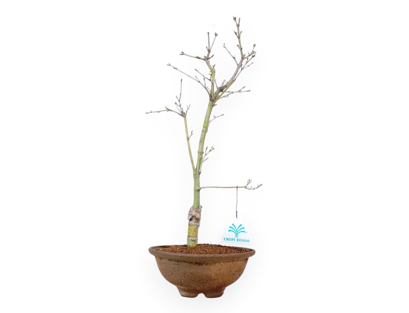 P. Aoyagi maple bonsai 40 cm | Round stoneware pot