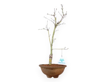 P. Aoyagi Ahorn Bonsai 40 cm | Runder Steinguttopf