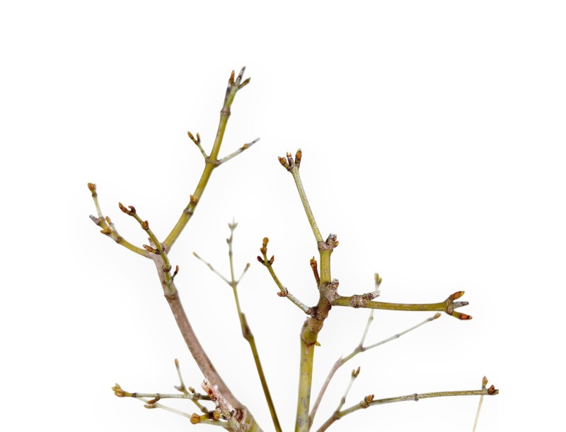 P. Aoyagi Ahorn Bonsai 40 cm | Runder Steinguttopf