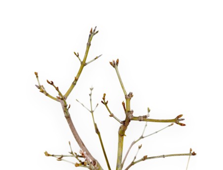 P. Aoyagi esdoorn bonsai 40 cm | Ronde aardewerk pot