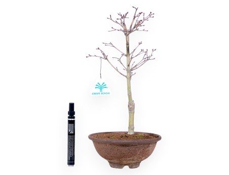 34 cm P. Katsura maple bonsai tree | Round stoneware pot