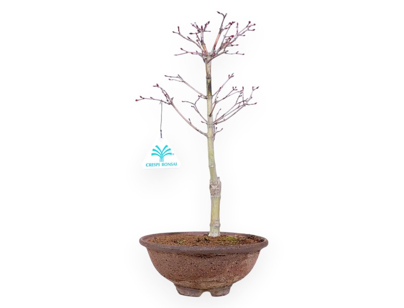 Bonsai di acero p. Katsura da 34 cm | Vaso tondo in grés