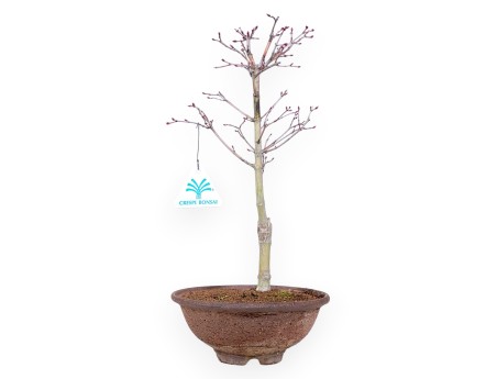 Bonsái de arce P. Katsura de 34 cm | Maceta redonda de gres