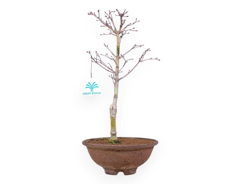 34 cm P. Katsura maple bonsai tree | Round stoneware pot
