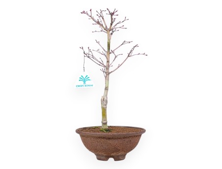 34 cm P. Katsura Ahorn Bonsaibaum | Runder Steinguttopf
